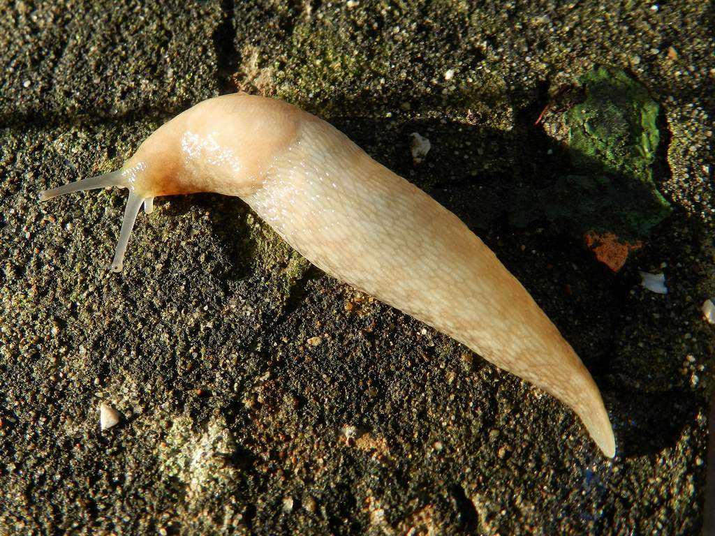 Limaccia da determinare